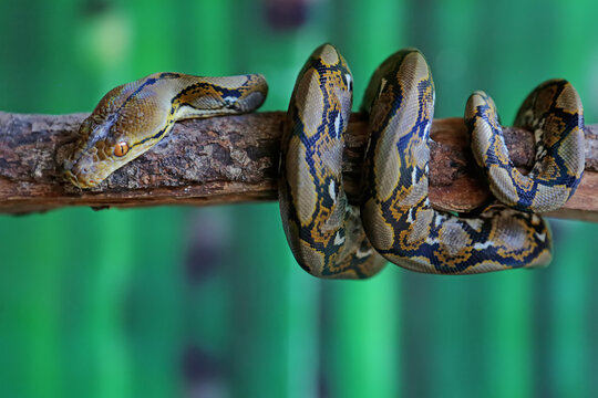 A reticulated python resting on a dry tree trunk by twisting its body. This reptile has the scientific name Malayopython reticulatus.