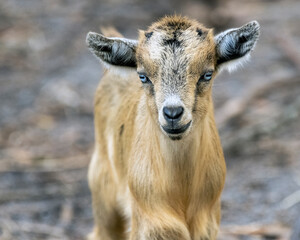 a close up of a small brown baby goat on a farm
