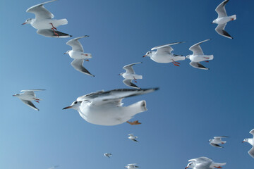 かもめの群れ、seagulls