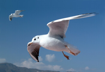 かもめ、seagull