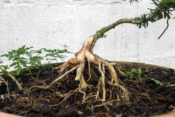 The tree has half dead roots but is still alive.