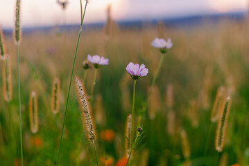 wildflower field