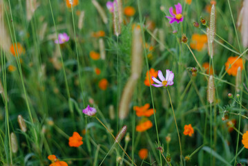 wildflower field
