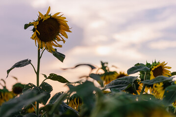 wildflower field