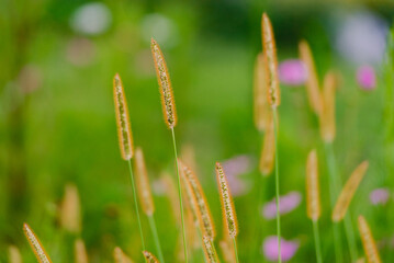 wildflower field