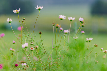 wildflower field