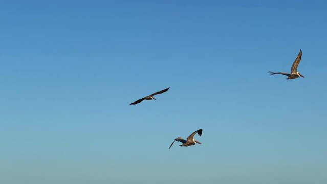 Three brown pelicans flying and gliding isolated against a blue sky