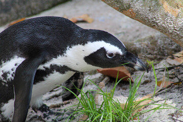 Naklejka premium penguin on the rock