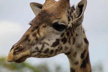 portrait of a giraffe