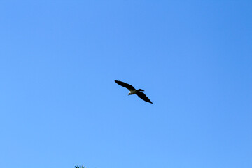 vulture in flight