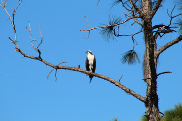 stork on the tree