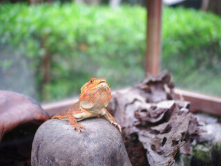 A yellow-brown iguana that is sitting on a rock in a glass cage
