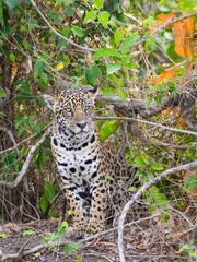 Wild Jaguar standing, portrait in Pantanal, Brazil