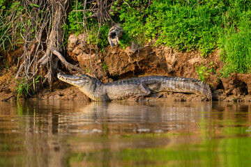  Caiman sunbathing on the river's shore in Pantanal, Brazil