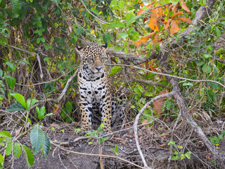 Wild Jaguar standing, portrait in Pantanal, Brazil