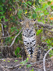 Wild Jaguar standing, portrait in Pantanal, Brazil