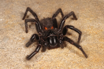 Highly venomous Sydney Funnel Web Spider
