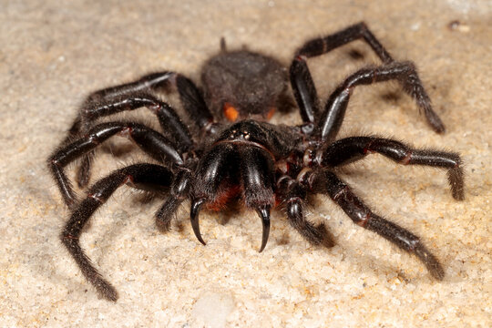 Highly venomous Sydney Funnel Web Spider