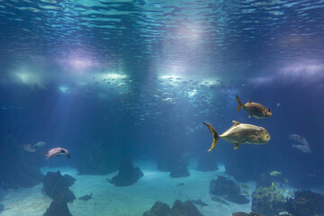 Fototapeta premium Fish and other sea creatures swim in a large aquarium