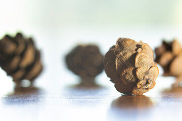 Close-up, macro image of Small Pinecones