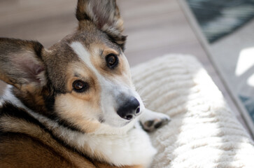 portrait of a pembroke welsh corgi