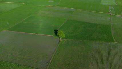 A high view of trees in the middle of rice fields