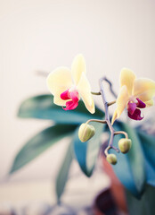 Beautiful orchid flower - natural beauty concept. Botanical macro photofraphy
