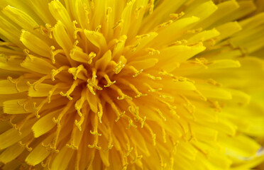 A close-up, macro image of dandelion stamens