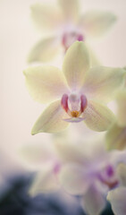 Obraz na płótnie Canvas Beautiful orchid flower - natural beauty concept. Botanical macro photofraphy