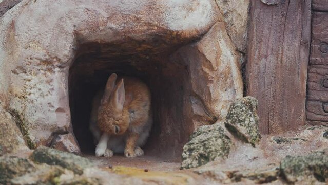 A brown rabbit with long ears rests and hides in a tunnel inside a large cage.