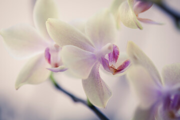 Naklejka na ściany i meble Beautiful orchid flower - natural beauty concept. Botanical macro photofraphy