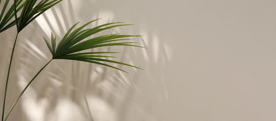 Modern, minimal blank beige wall with green bamboo palm tree in sunlight, leaf shadow for luxury organic cosmetic, skin care, beauty treatment product display banner background 3D