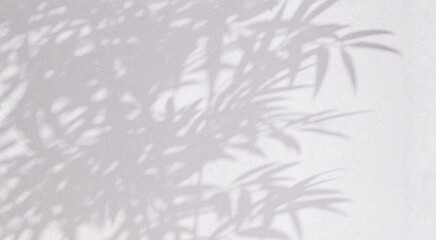 Close up of soft and beautiful foliage dappled sunlight of tropical bamboo tree leaf shadow on...