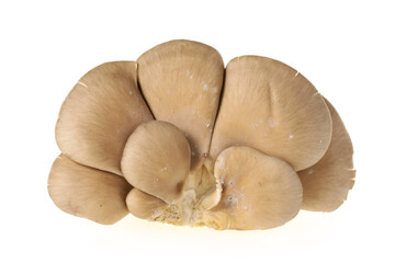 oyster mushroom on white background
