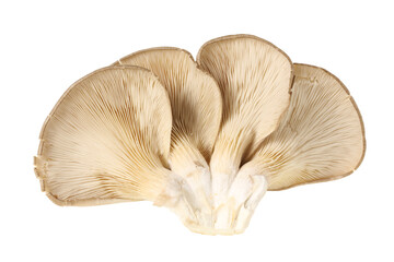 oyster mushroom on white background	
