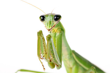 green praying mantis - Powered by Adobe