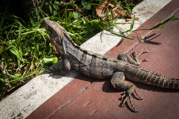 Iguana sitting on the urban road