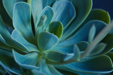 Succulent macro photo. Deep green natural plant.