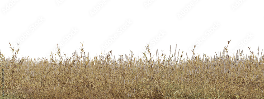 Aufkleber dry grass field in nature, meadow in summer, tropical forest isolated on transparent background - pn