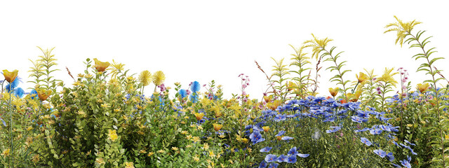 Evergreen flowers and grass field in nature,  Flowres on garden in springtime, Tropical forest isolated on transparent background - PNG file, 3D rendering illustration for create and design or etc