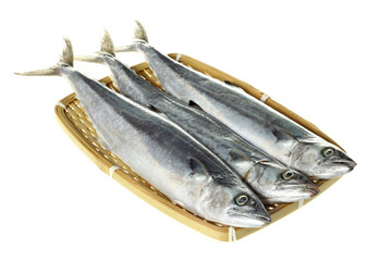 Pacific saury on white background