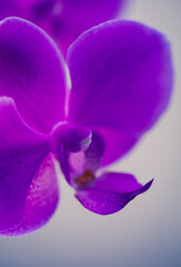 Fototapeta premium Pink orchid closeup macro photo with shallow depth of field.