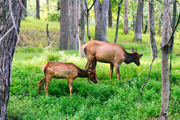 elk in the forest