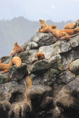 sea lion herd resting on rocks in alaska