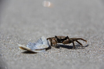 up close crab on the sand