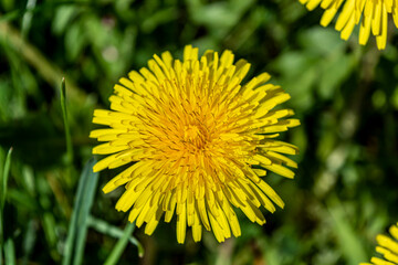 Dandelion a yellow stubborn weed commonly known as clockflower, bitterwort or lion's tooth