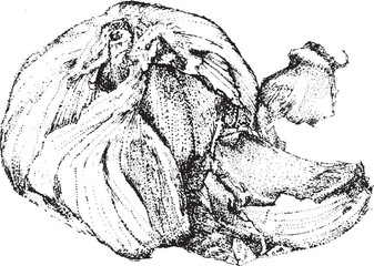 Garlic hand-drawn etching in vector, and ink drawing. 