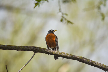 American Robin
