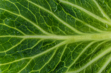 Organic inscription on cabbage leaf
