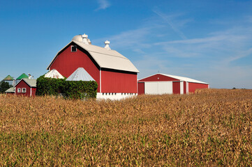 Red barns and silos sit among a very mature corn crop awaiting an autumn harvest on a farm in northeastern Illinois.